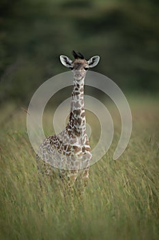 Baby Masai giraffe stands in tall grass