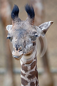 Baby Masai Giraffe