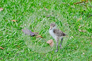 Baby Masked Lapwing chick walking on the green grass at a botanical garden.