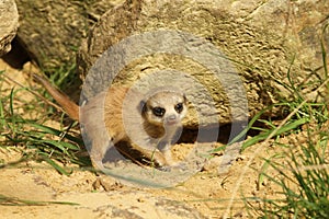 Baby meerkat