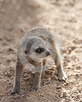 Baby Meerkat