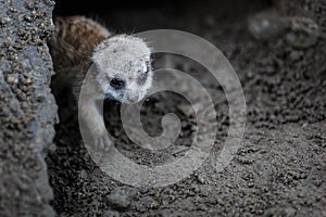 Baby meerkat