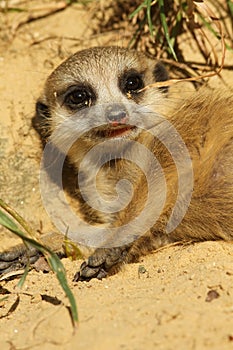 Baby meerkat laying on the ground