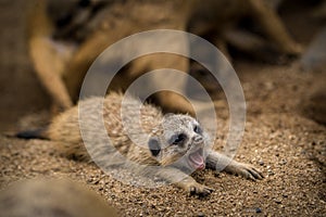 baby meerkat portrait in nature