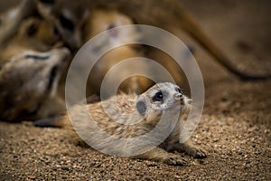 baby meerkat portrait in nature