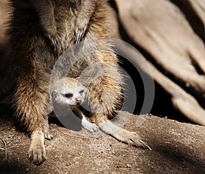 Baby Meerkat Sheltered by Adult photo