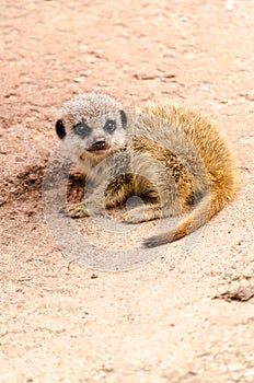 Baby Meerkat Young Pup Mongoose Mammal Vertical