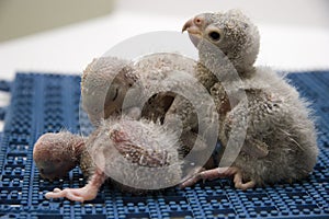 Baby Meyer's Parrots