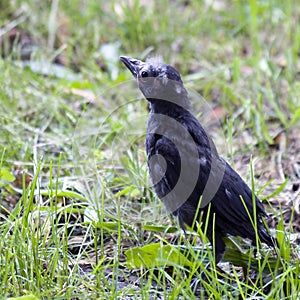 Baby Mocking Bird