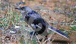 Baby Mockingbird-rain