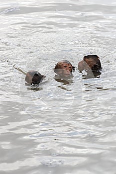 Baby mokeys swiming