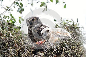 Baby and mom great horned owl in live oak tree with ressurection fern photo