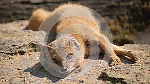 A baby mongoose fox in a natural park looks into the camera lens. Close up