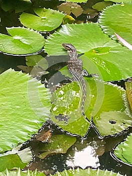 Baby monitor lizard on a lotus leaf