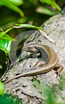 The baby monitor lizard on the tree. Newly hatched monitor lizard on tree.