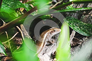 The baby monitor lizard on the tree. Newly hatched monitor lizard on tree.