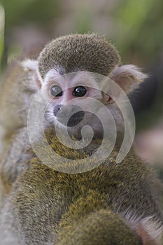 Baby Monkey