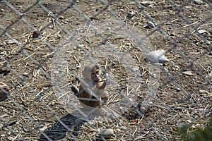 Baby monkey behind bars in the zoo`s aviary.