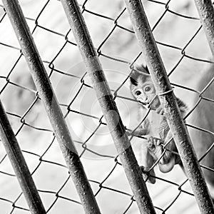 Baby monkey in a cage