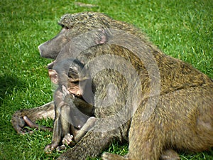 Baby monkey clinging onto mother.