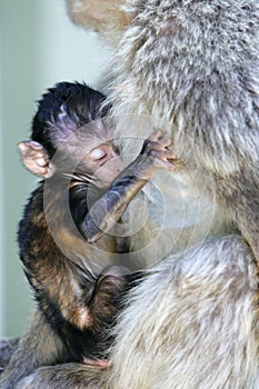 Baby monkey clinging to its mother photo