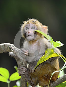 Baby Monkey