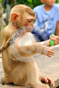 Baby monkey eat jelly