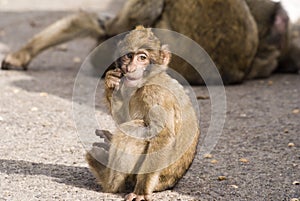 Baby Monkey Eating