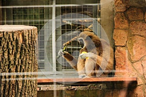 Baby monkey eating fresh corn. sitting on the rock at zoo.The concept of animals in the zoo. soft focus