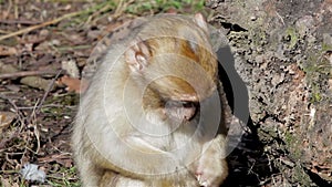 Baby Monkey Eating from Ground - Barbary Macaques of Algeria & Morocco