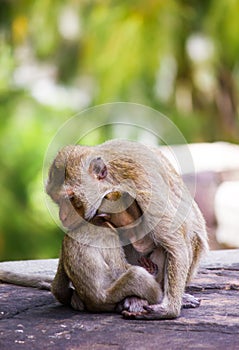 Baby monkey eating milk from mother`s breast