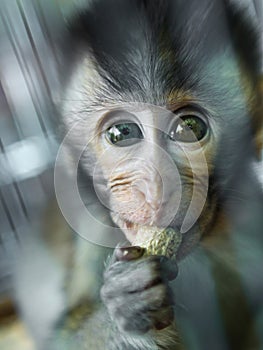 Baby Monkey Eating Peanut in Close Up