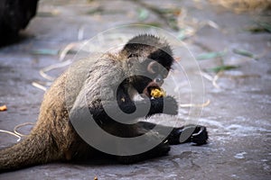 Baby monkey eating in a zoologic park