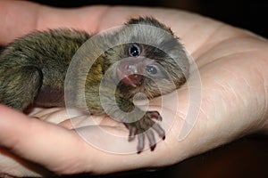 Un recién nacido lindo bebé mono caricias y disfrute de la calidez de la región del Cáucaso de la mano de la conservacionista (concentrarse en sobrevivir mono cara).