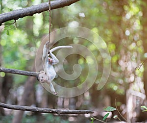 Baby monkey hanging on the tree