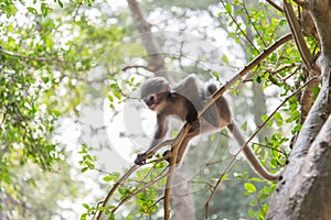 Baby monkey is hanging on the tree