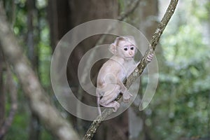 Baby monkey hanging on tree