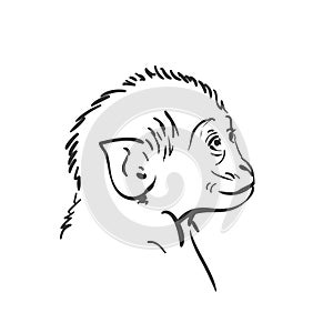 Baby monkey head sketch, Small macaque looking up portrait hand drawn vector black and white