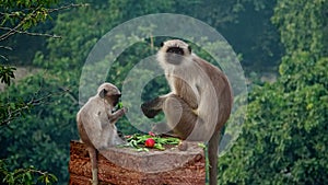 baby monkey and his mother eating fruit. Langur Monkey With Baby. Indian Langur Monkey.