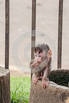 Baby monkey holding hand to face in Lopburi