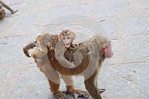 Baby monkey holding Red faced mother monkey, carrying in the back on the floor