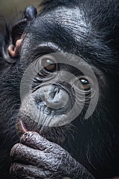 a baby monkey with its hand in mouth