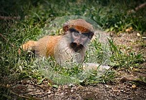 Baby monkey laying in the grass in captivity with red head