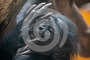 a baby monkey looking at its hand