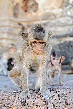 Baby monkey in Lopburi, Thailand