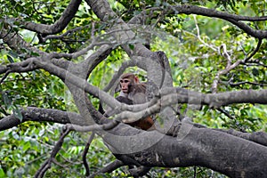 Baby monkey photo