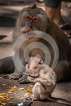 Baby monkey with mama - eating