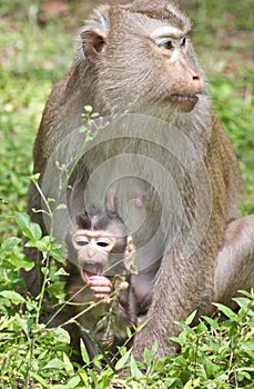 Baby Monkey with Mom