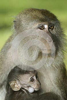 Baby monkey and mother