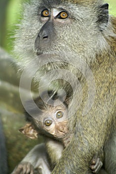 Baby monkey with mother